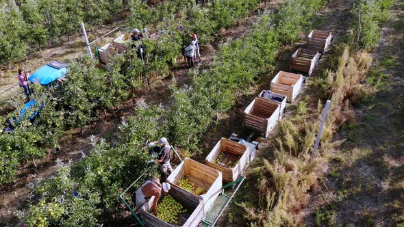 Apple Harvest. Aero, Top View. Seasonal Workers Pick Ripe Apples From Trees in Farm Orchard