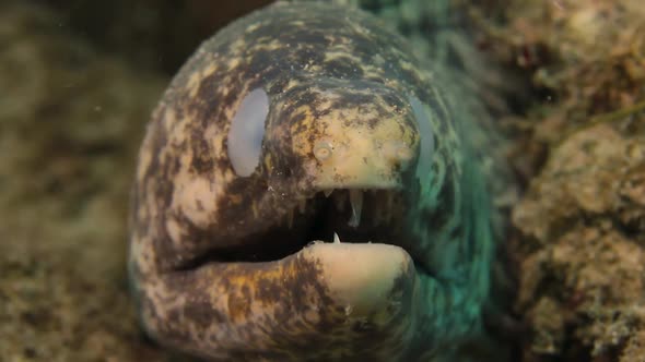 A large Moray eel showing signs of blindness in both of its eyes