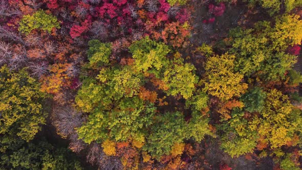 Autumn Multicolored Deciduous Forest Top View From a Quadrocopter