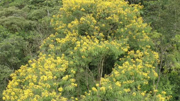 Aerial view of a beautiful tree covered in bright yellow flowers