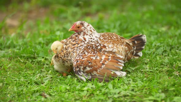 Chicken with Chickens