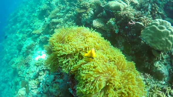 Clown fish swim over the coral reef of a tropical island.