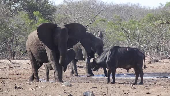 elephant scared of buffalo elephant scared of buffalo