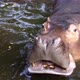 hippopotamus in the river - VideoHive Item for Sale