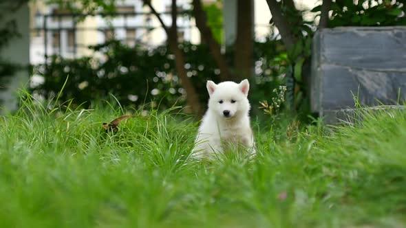 Close Up Siberian Husky Puppy Sitting On Green Grass