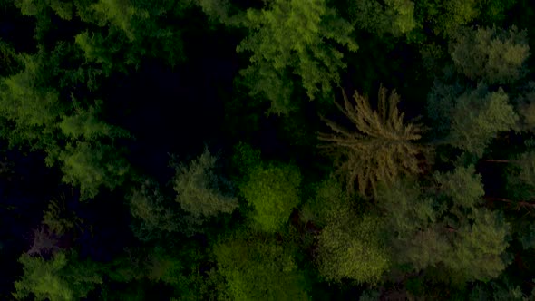 Flying Above Forest