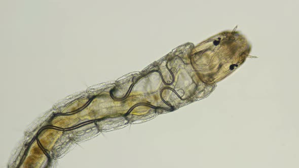 insecta Midge Larva Chironomidae under the microscope, order Diptera