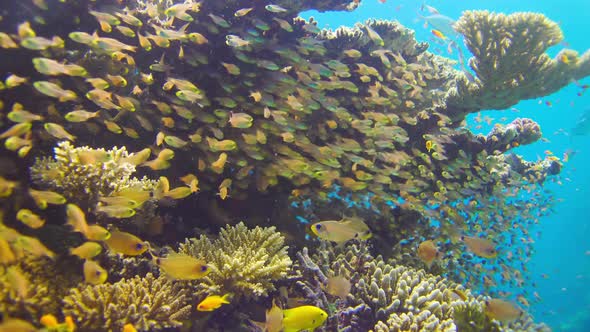 Tropical Fish on Vibrant Coral Reef