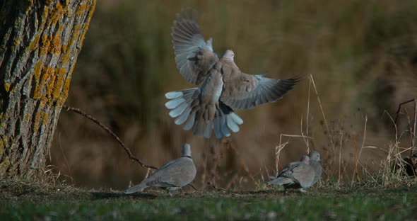 Collared Dove, streptopelia decaocto, Adult in Flight, Group standing on Grass, Normandy in France