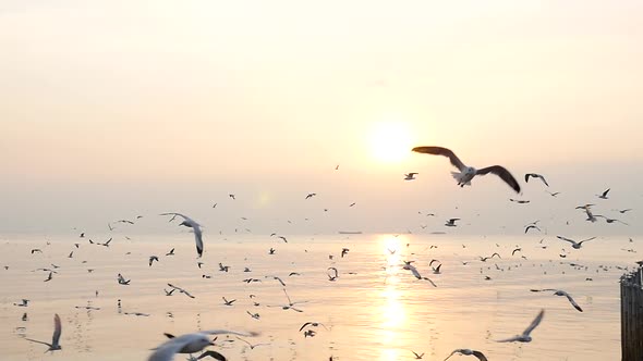 White Seagulls Flying Over The Sea Under Sunset Slow Motion