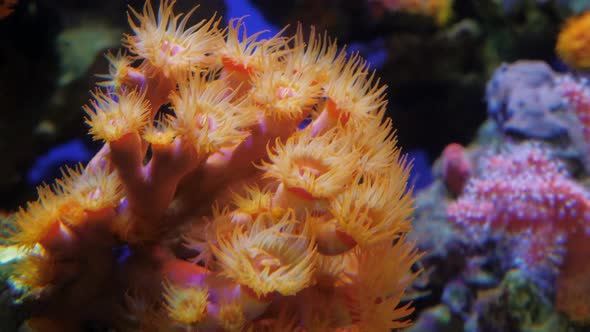 Orange Cup Polyp Rose Sun Flower or Tube Coral