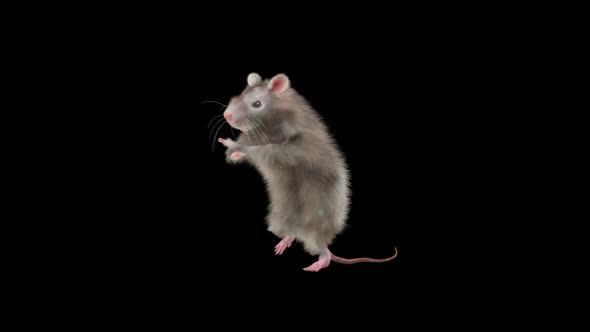 Rat Dancing Hd