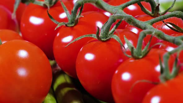 Fresh Tomato Harvest Authentic Organic Farming