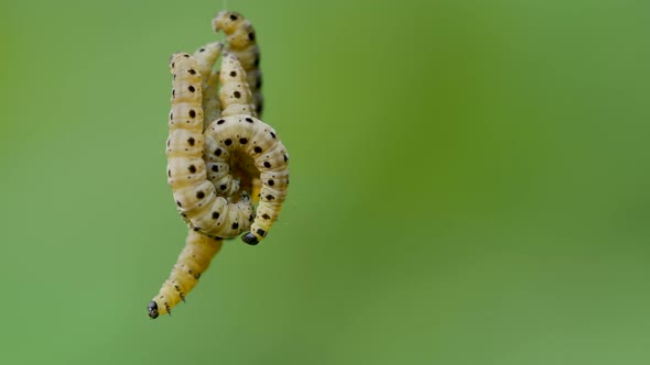 Close up shot showing group of hanging ermine moths in nature