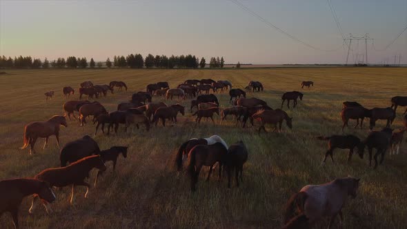 Herd of Horses on Grazing Lands at Sunset Aerial View