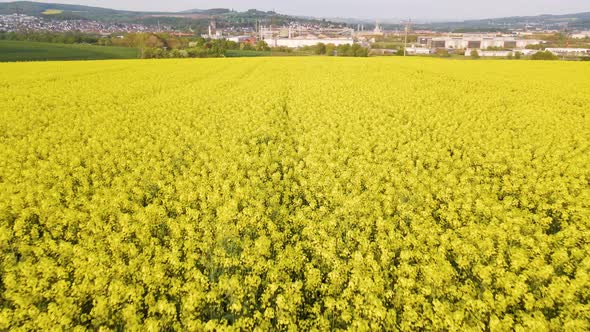 A gigantic rapeseed field in front of an industrial background during sunset. Low flying aerial pull