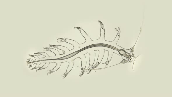 the Worm Polychaeta, Genus Tomopteris Under a Microscope, Holoplankton Spends the Entire Life Cycle