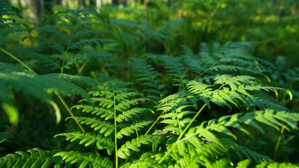 Green Fern Branch in a Beautiful Summer Sunny Forest