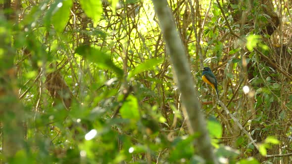 Panning realtime footage of untouched rainforest growth in Panama, showing a beautiful blue and gold