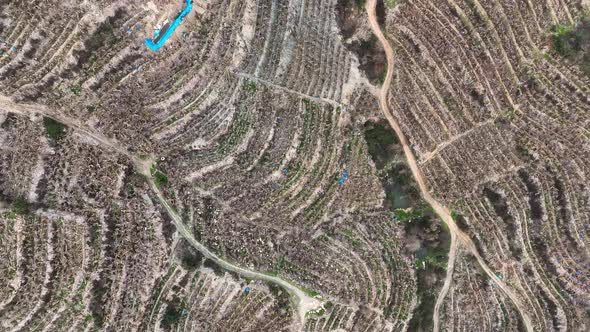 Dry Banana Plantations  Alanya Turkey