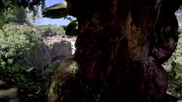 Revealing Rainbow Falls from behind a tree