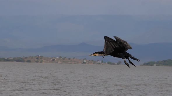 White-Breated Cormorant, phalacrocorax carbo lucidus, Adult in Flight, Baringo Lake in Kenya