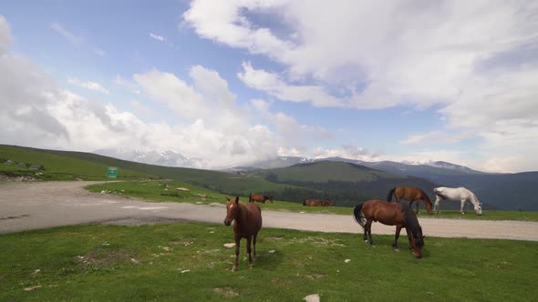 Mountain Landscape with Grazing Horses Transalpina Romania