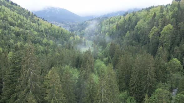 Spruce Forest. Slow Motion. Carpathian Mountains. Ukraine. Aerial.