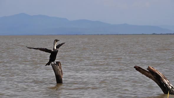 White-Breated Cormorant, phalacrocorax carbo lucidus, Adult taking off, in Flight