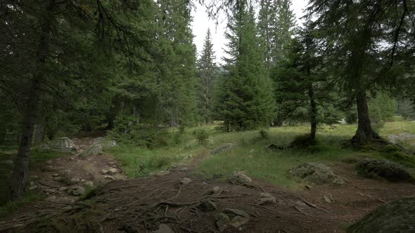 View Inside a Coniferous Forest