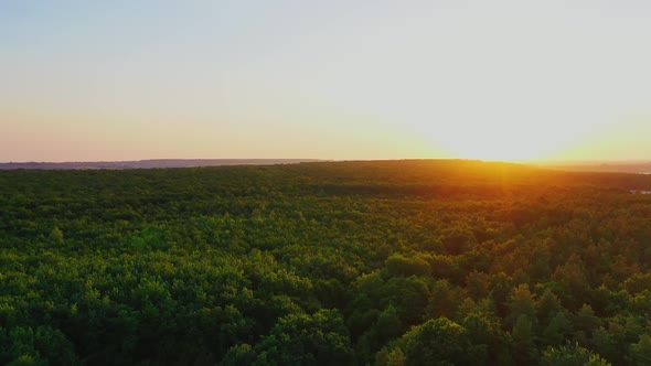 Idyllic nature at sunset. Panoramic view of beautiful green forest on the setting sun background. 