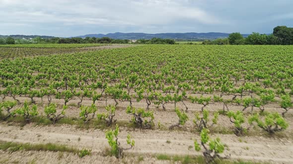 Aerial View of Vineyards in Penedes Catalonia Spain