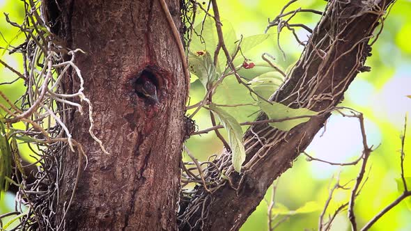 Black-rumped flameback in Bardia national park, Nepal