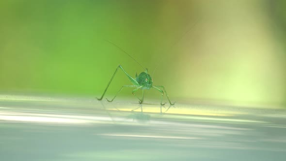 Speckled Bush-cricket - Leptophyes punctatissima