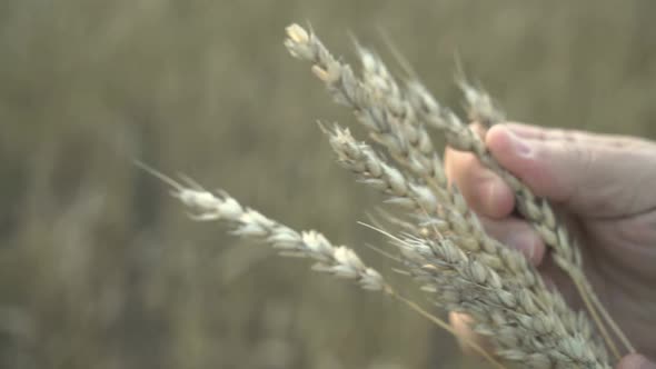 Farmer Works with a Computer Tablet in a Wheat Field at Sunset