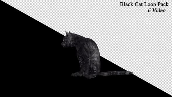 Black Cat Front Pack