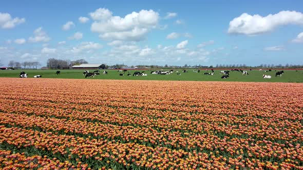 Orange tulip field with black and white cows with nice clouds, aerial