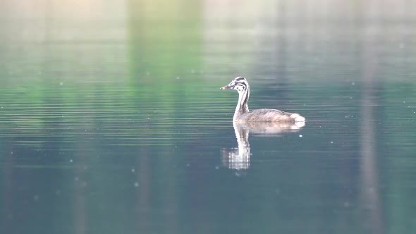 The great crested grebe (Podiceps cristatus) babys