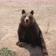 One Big Brown Bear Is Waiting for Food in a Zoo on a Sandy Beach in Summer  - VideoHive Item for Sale