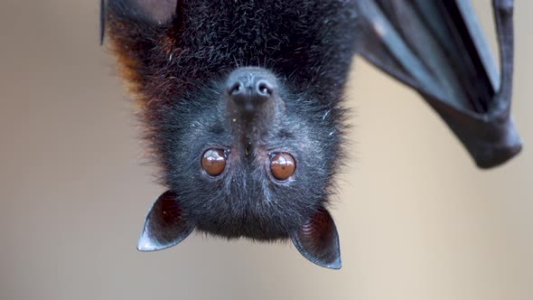 Pteropus Vampyrus hanging peacefully upside down and staring at the camera. EXTREME CLOSE UP