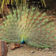 Peacock and His Beautiful Tail - VideoHive Item for Sale