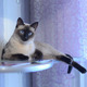 Siamese Cat - VideoHive Item for Sale