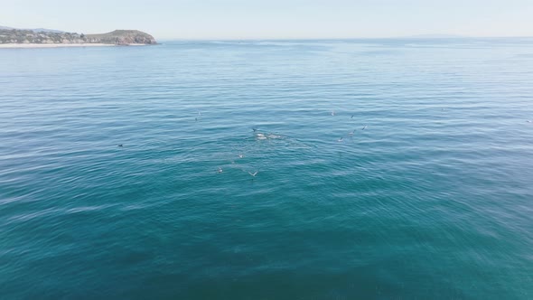 Dolphins and Fur Seals During Fishing with Albatrosses and Pelicans Flying Above