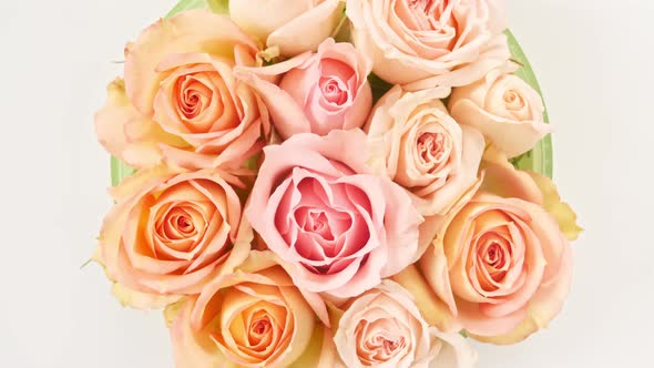 Beautiful Pink Rose Rotating on White Background Macro Shot
