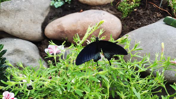 Top-down view of male Papilio Memnon or Great Mormon Butterfly in garden