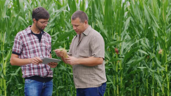 Farmers Work in a Field of Green Corn