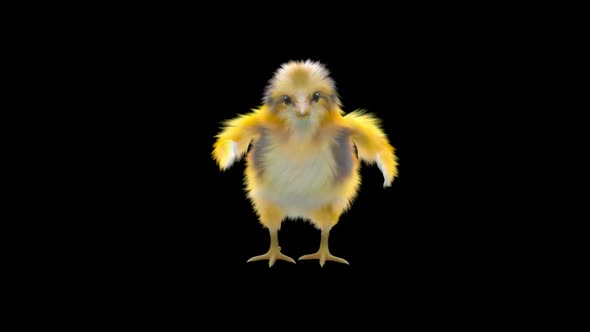 17 Baby Chicks Dancing HD