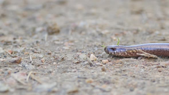 Slow Worm Close Up