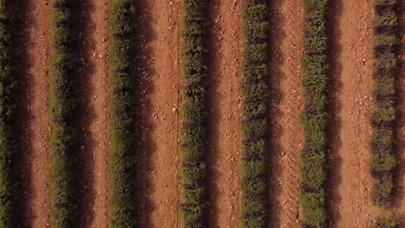 Rows of vineyard on field in countryside