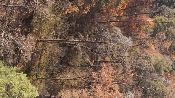 Vertical Video of a Forest Landscape on an Autumn Day in Ukraine